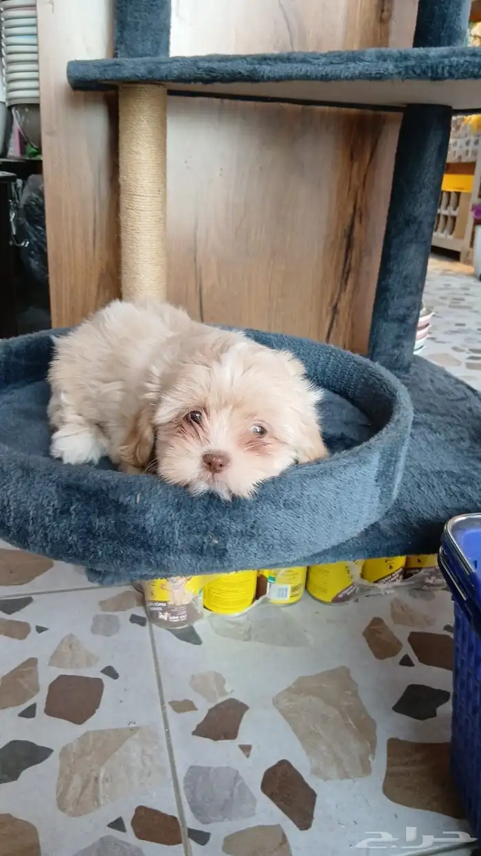 أنثى شيتزو 4