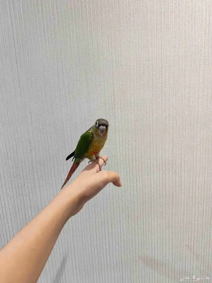 ببغاء كنيور 3