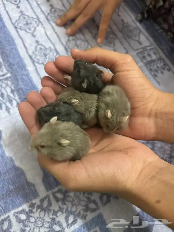 Russian hamster 2