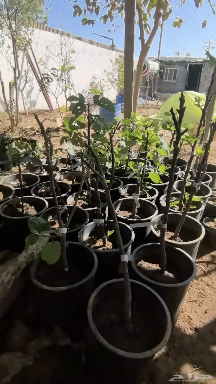 Fig seedlings 4