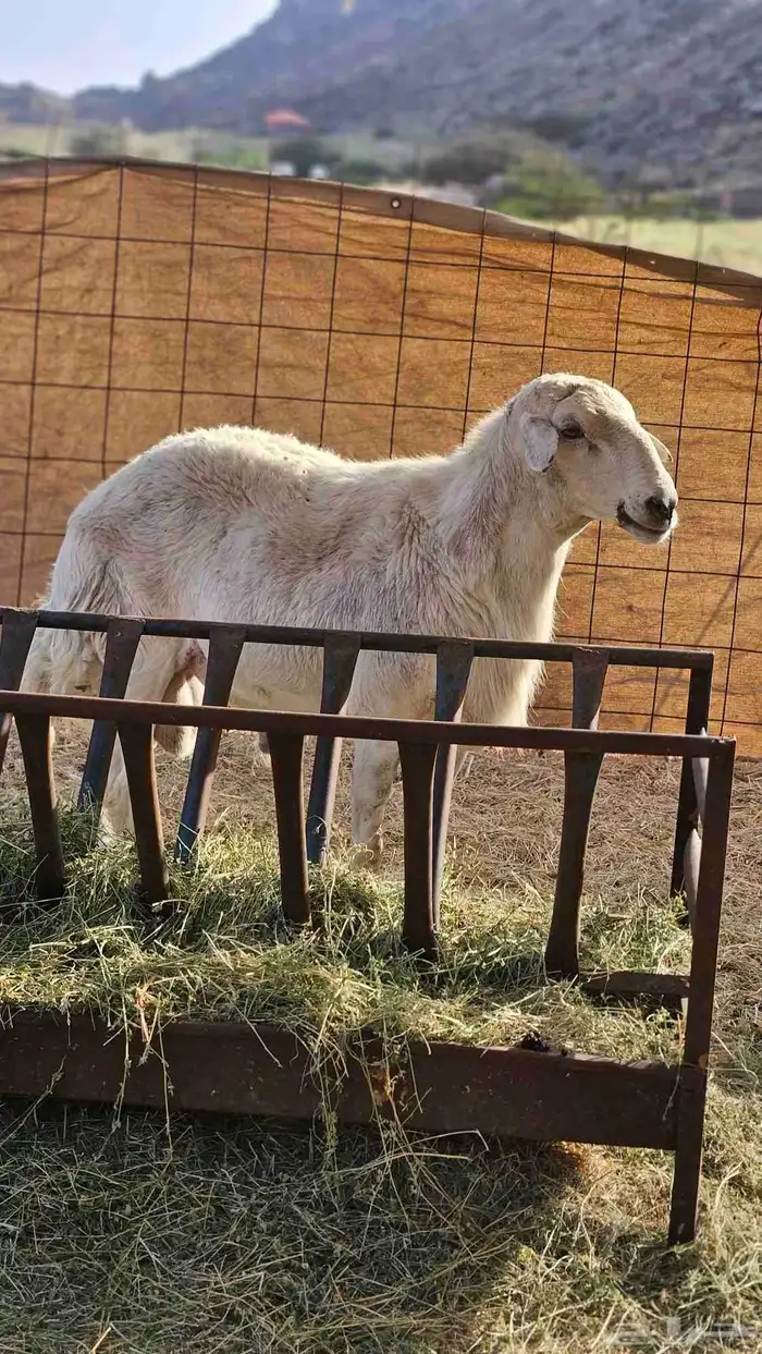 A stud horse sold May God bless 4