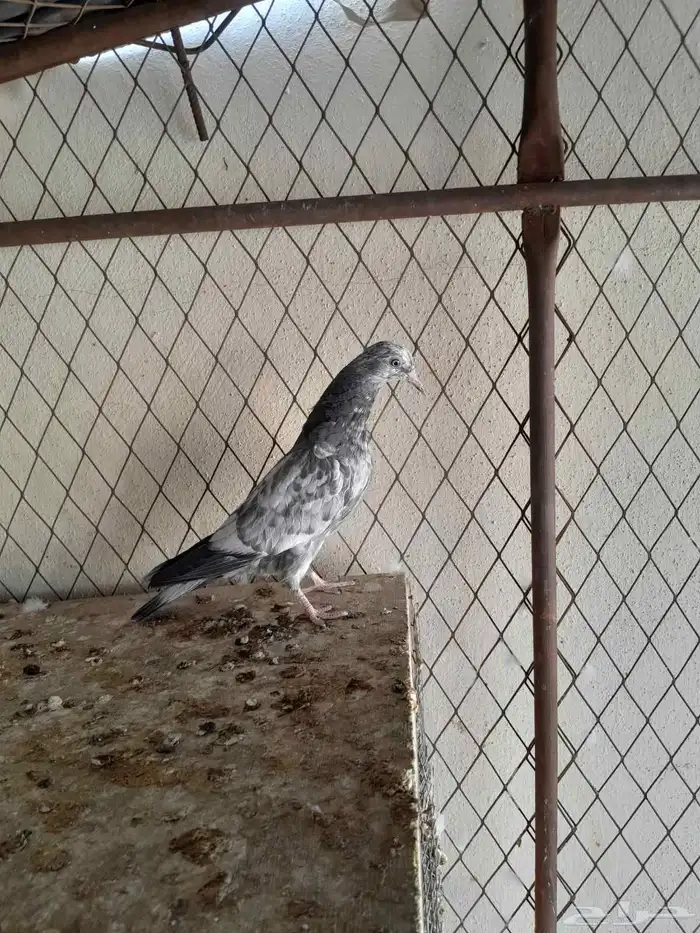 حمام باكستاني 7