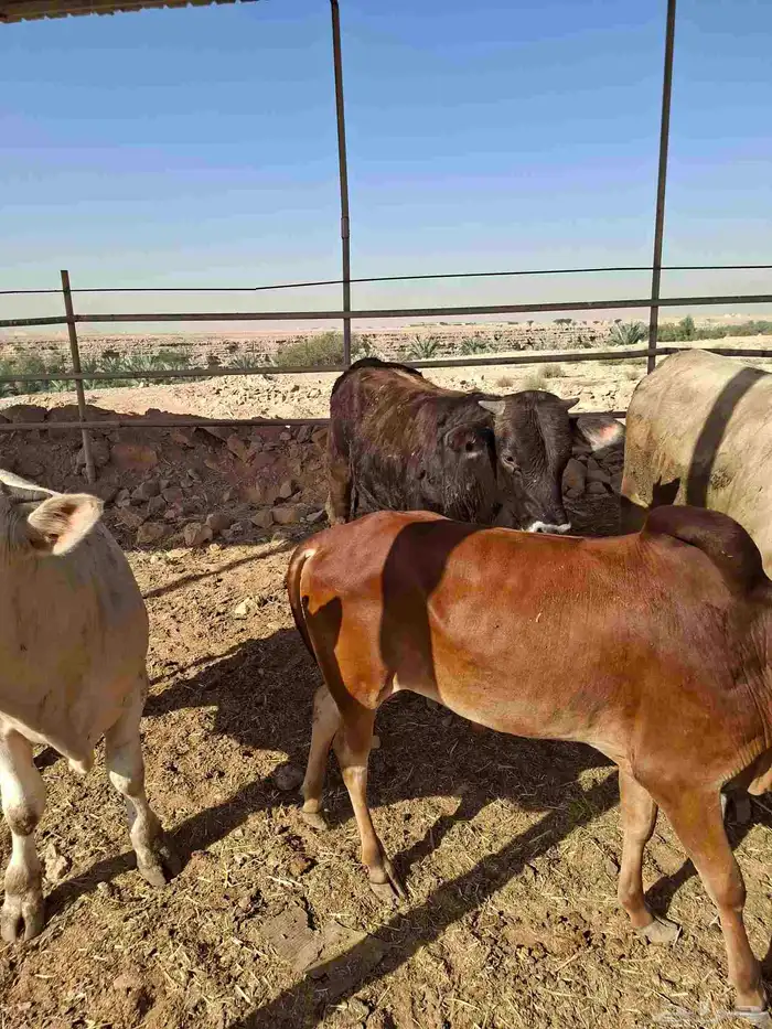 Good calves for sale 4