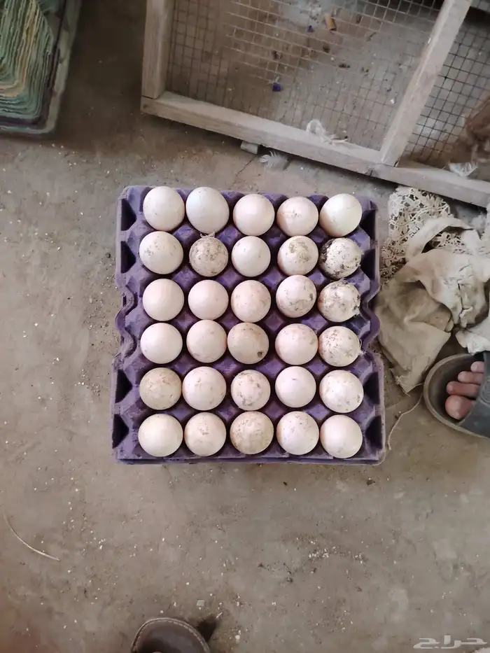 Fertilized duck eggs bikini quantities available we also hav 2