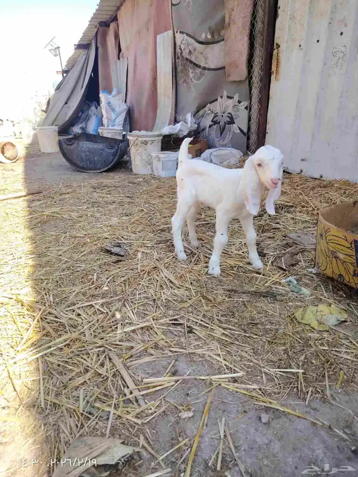 تيس داغور للبيع 3