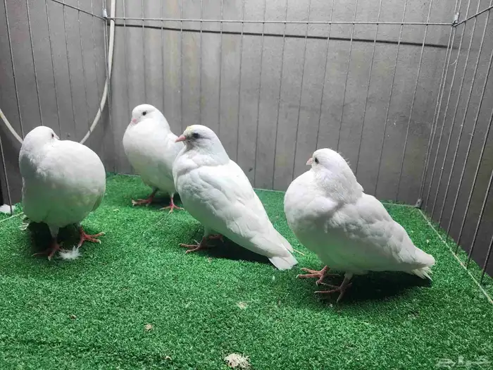 فروخ نفاخ اسباني ( تم البيع ) 1