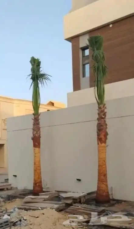 يوجد لدينا جميع انواع النخيل 3