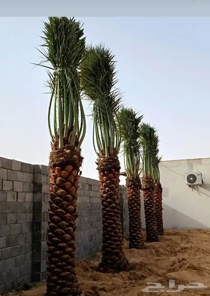 Fruitful palm trees and their adornment in all their differe 9
