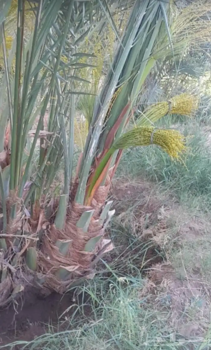 يتوفرلديناجميع انواع النخيل كمانقوم بقلع وزرع وتوصيل لجيمع م 4