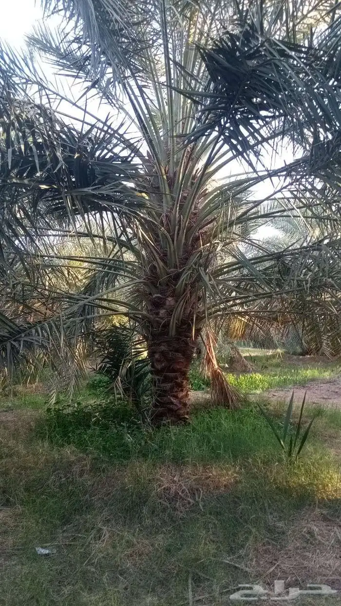 نخل للبيع 1