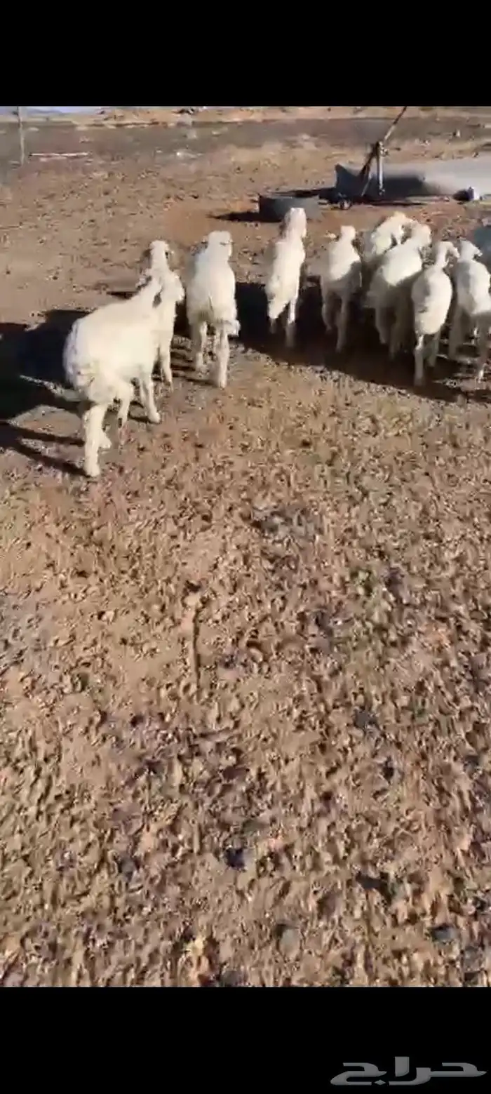 They have a luxurious spacious oneherd number 15 with 6 ewes 5