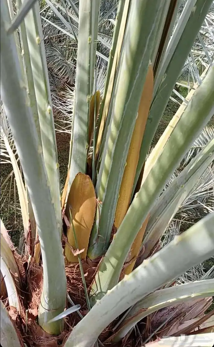 لقاح حق السنه نوع ممتاز ببودرته 3