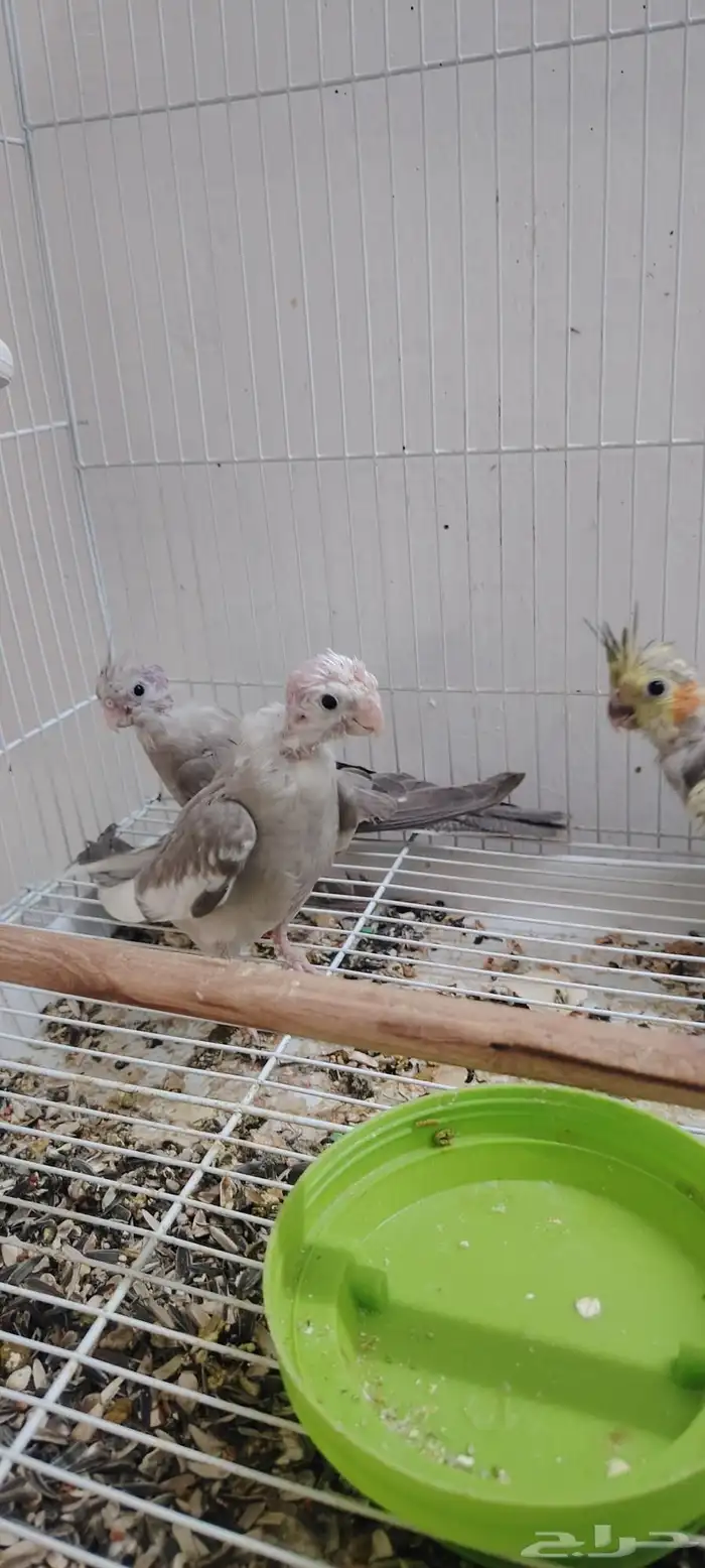 فروخ كروان 3