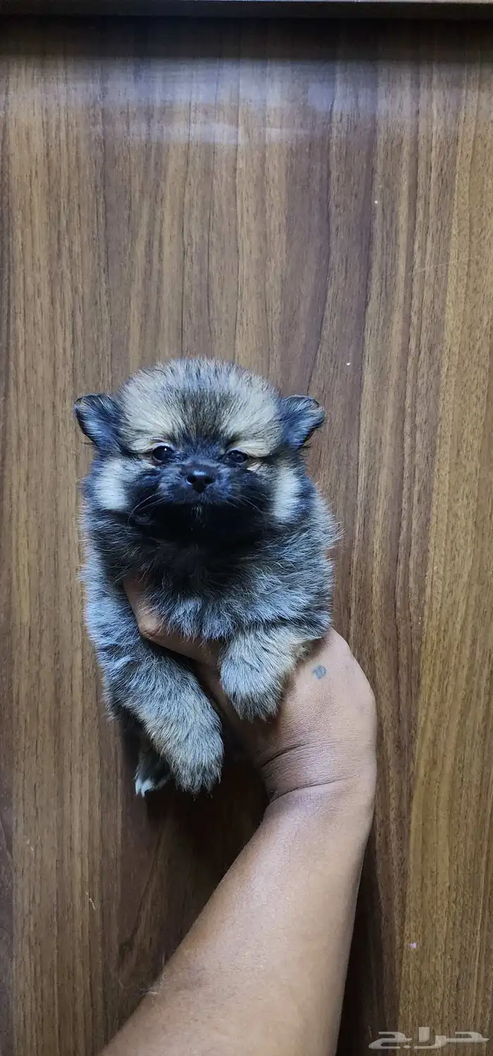 Pomeranian puppies 2 months old. 2