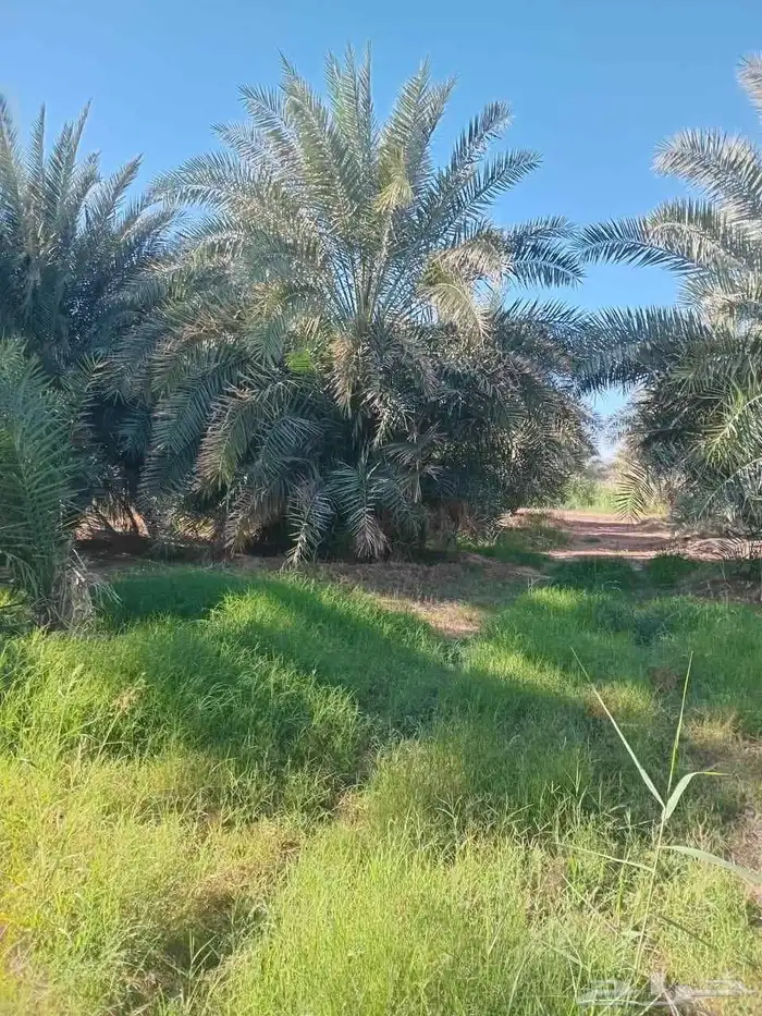 نخيل للبيع 9