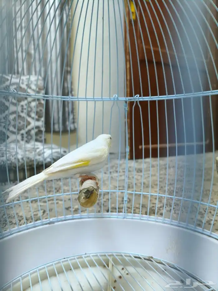 White canary stud longbodied 1