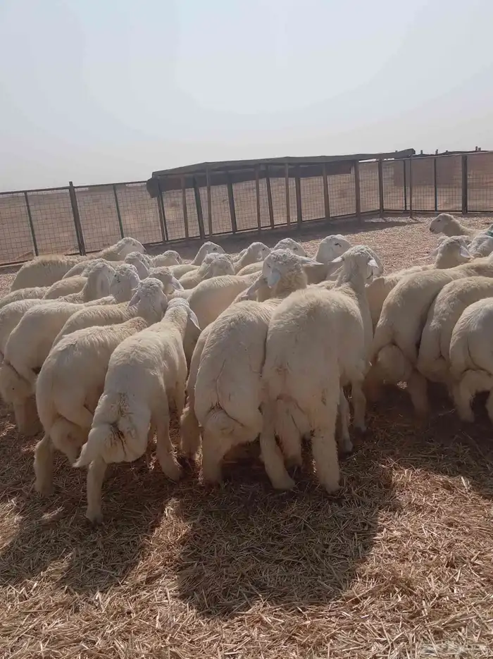 Sacrificial lambs for refrigerators and occasions Tabby and 7