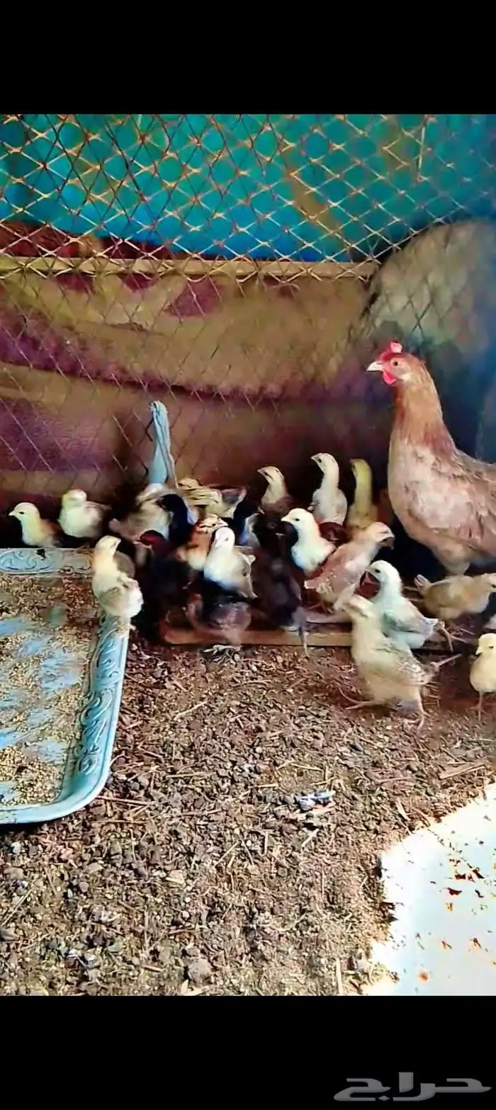 For sale chicken chicks with their mothers First batch one h 1