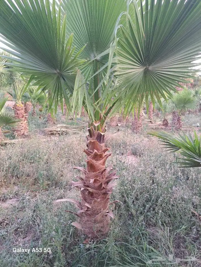 توريد وتركيب جميع انواع النخيل الواشنطن جميع المقاسات نوع من 3