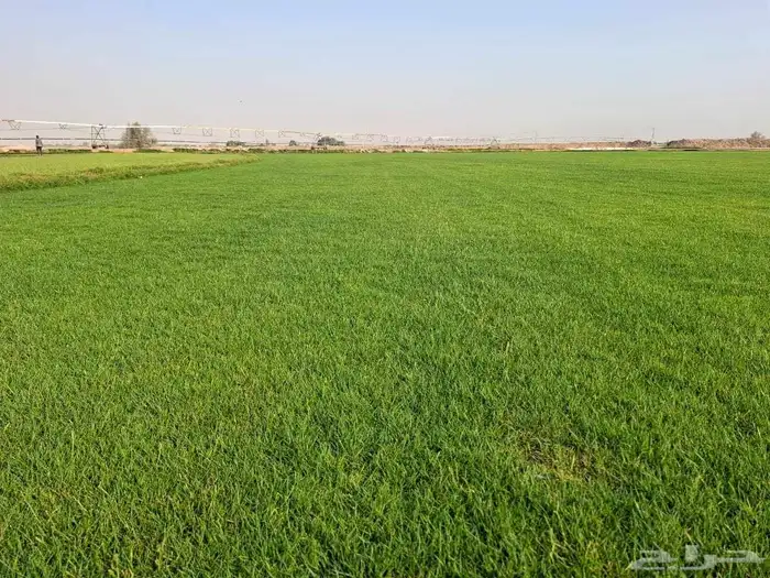 Peace be upon you Supply and provision of natural grass C200 3