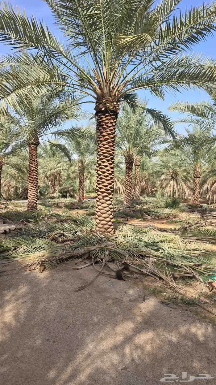يوجد لدينا نخل عربي بجميع انواعها ويوجد لدينا نخل واشنطني زي 6