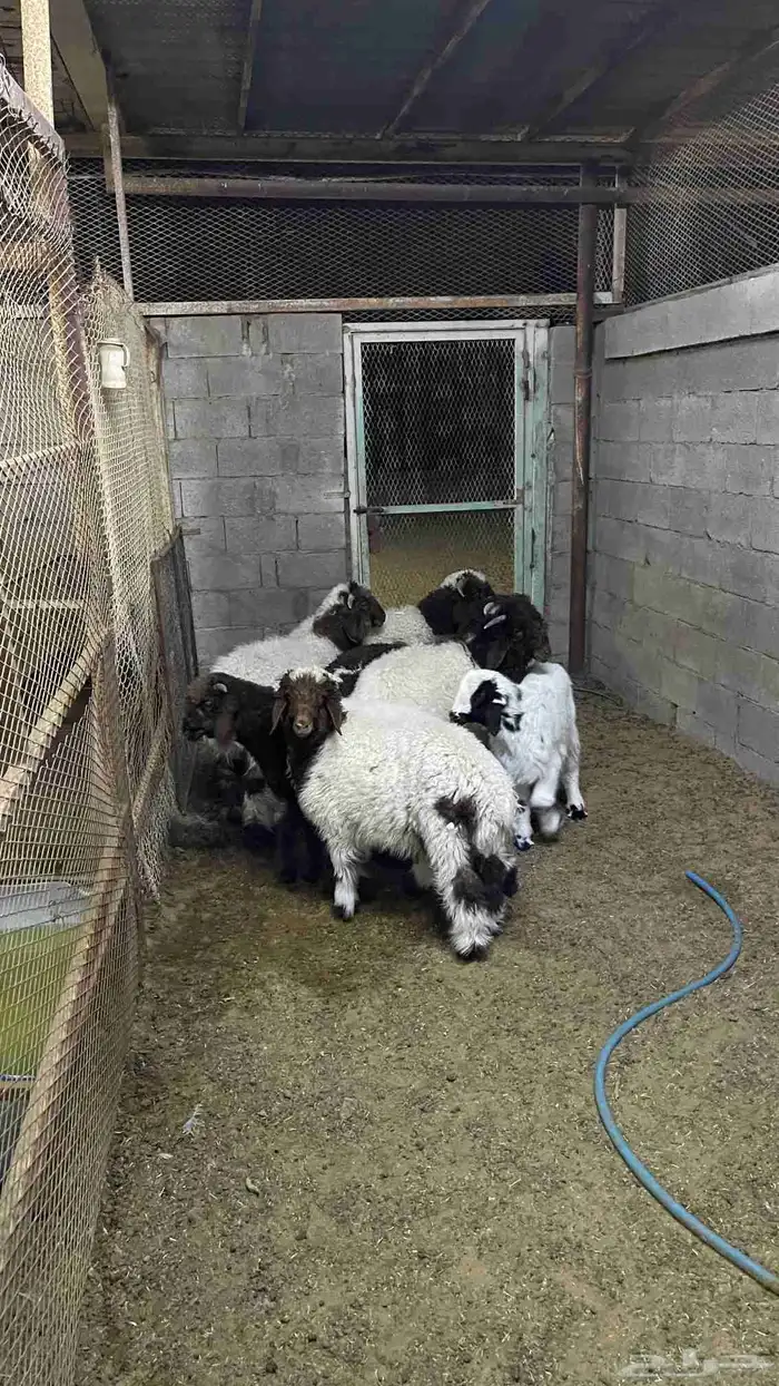 هرافى نعيم 3