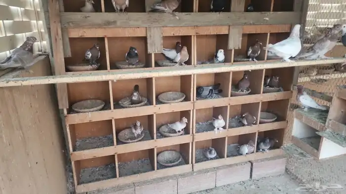 حمام إيراني 11