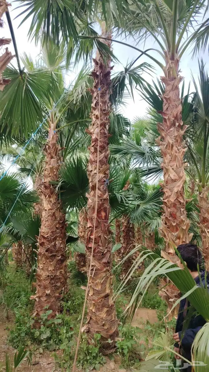 شجر وشنطني مروحه درجه اولا باجميع الحجامه ومقساته 2