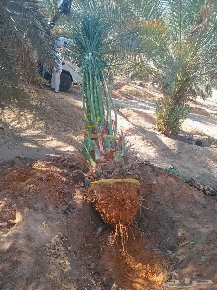 يوجد لدينا جميع انواع انخيل 2