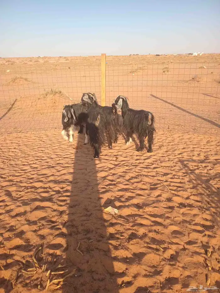 معزاء حليب 2