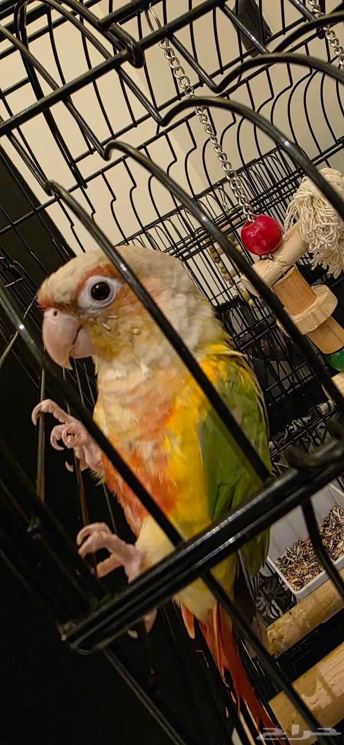 Tame and aggressive canary with young and old 1
