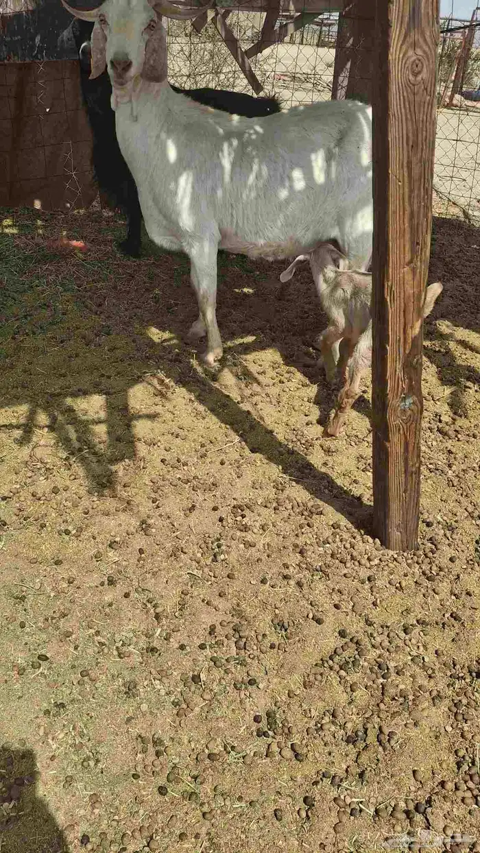 A goat with her kid Location Khulais 2