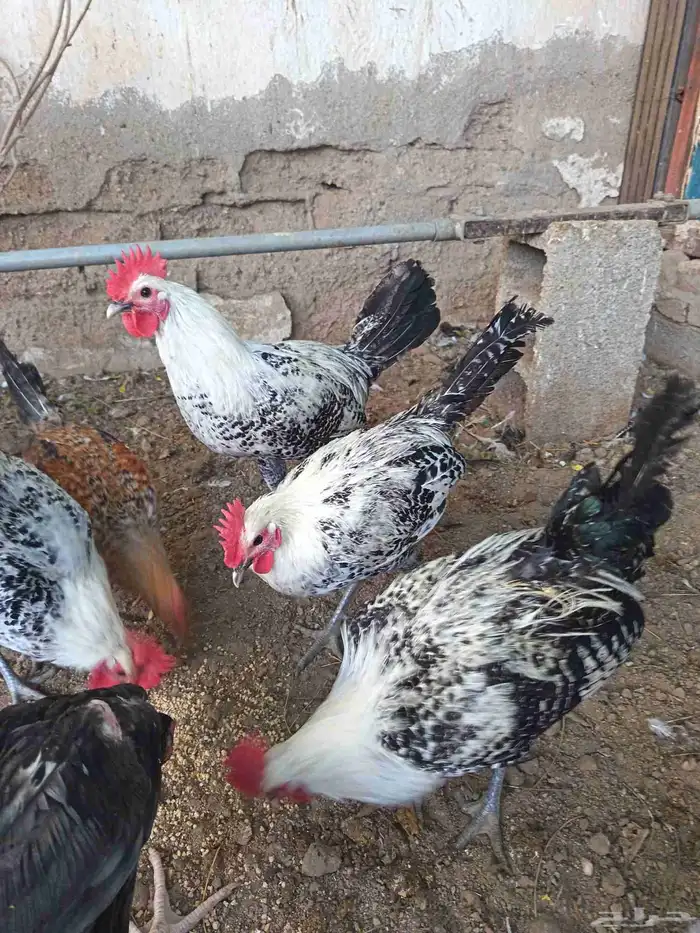 عرض اليوم ديوك اذان وتلقيح العدد 15 البيع من 2