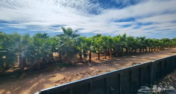 Supply and planting of fruitful and old olive trees and Wash 15