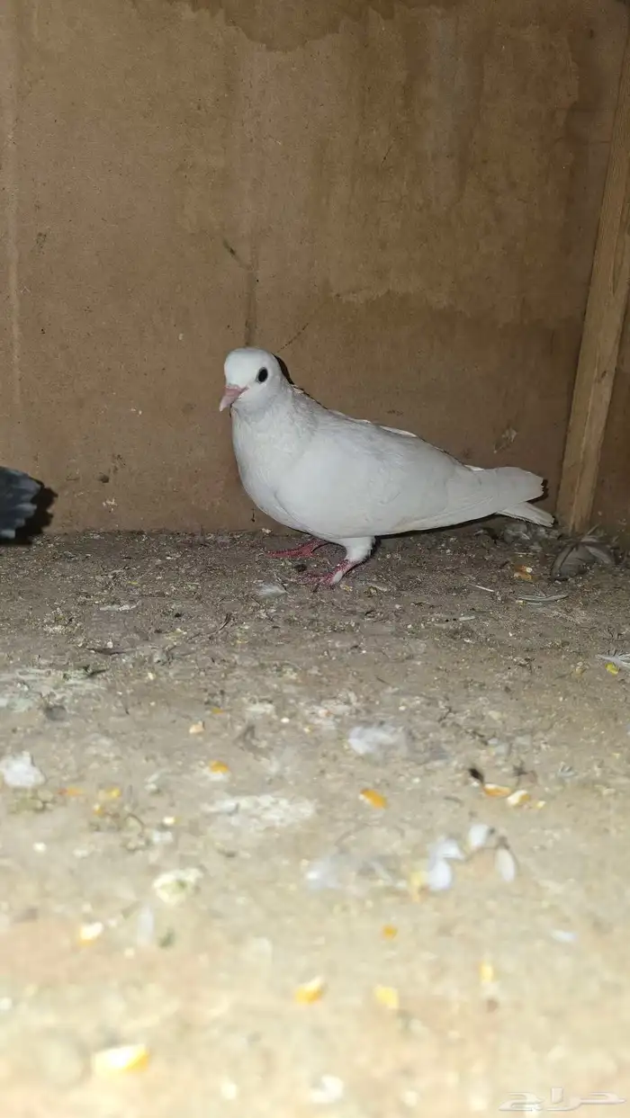 حمام صنعاني 3