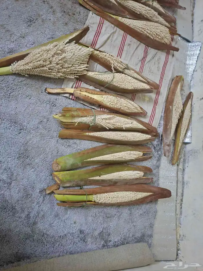 Mecca Jeddah Al Qunfudhah Al Jumum Bahrah 1