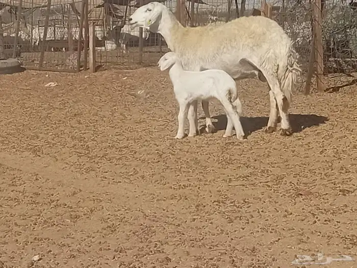 نعجه حريه خلفه 5