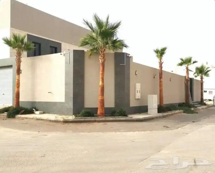 Ornamental fan palm 8