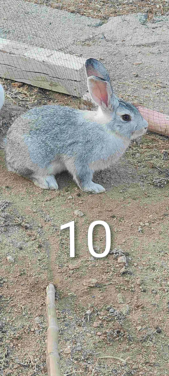 Male rabbits neutered and fully weaned for two months quanti 11