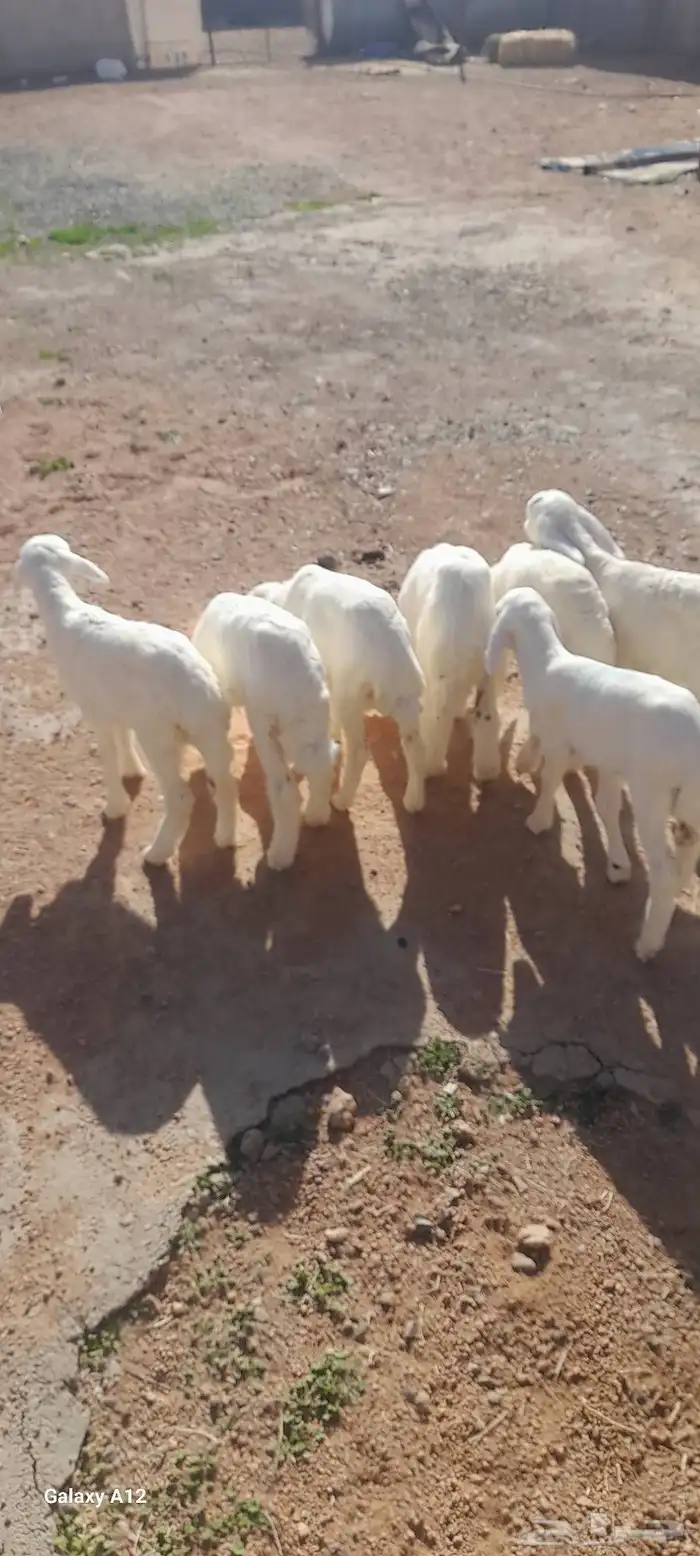 Two goats eight sheep and three rams 8