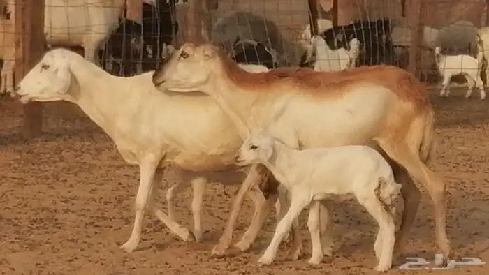 غنم رفيدية خلفات 2 رفيديات معها 2 طلي 1