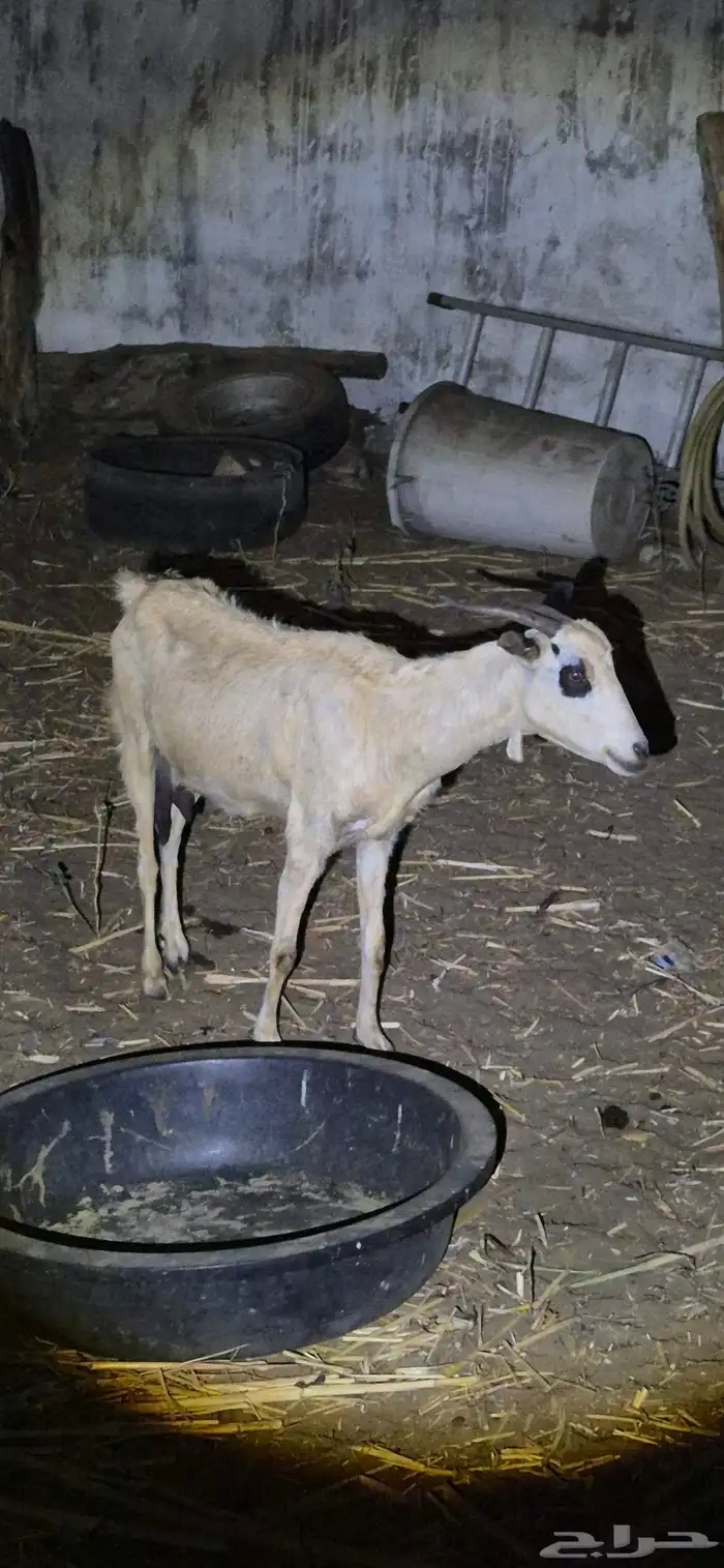 Two productive goats 2