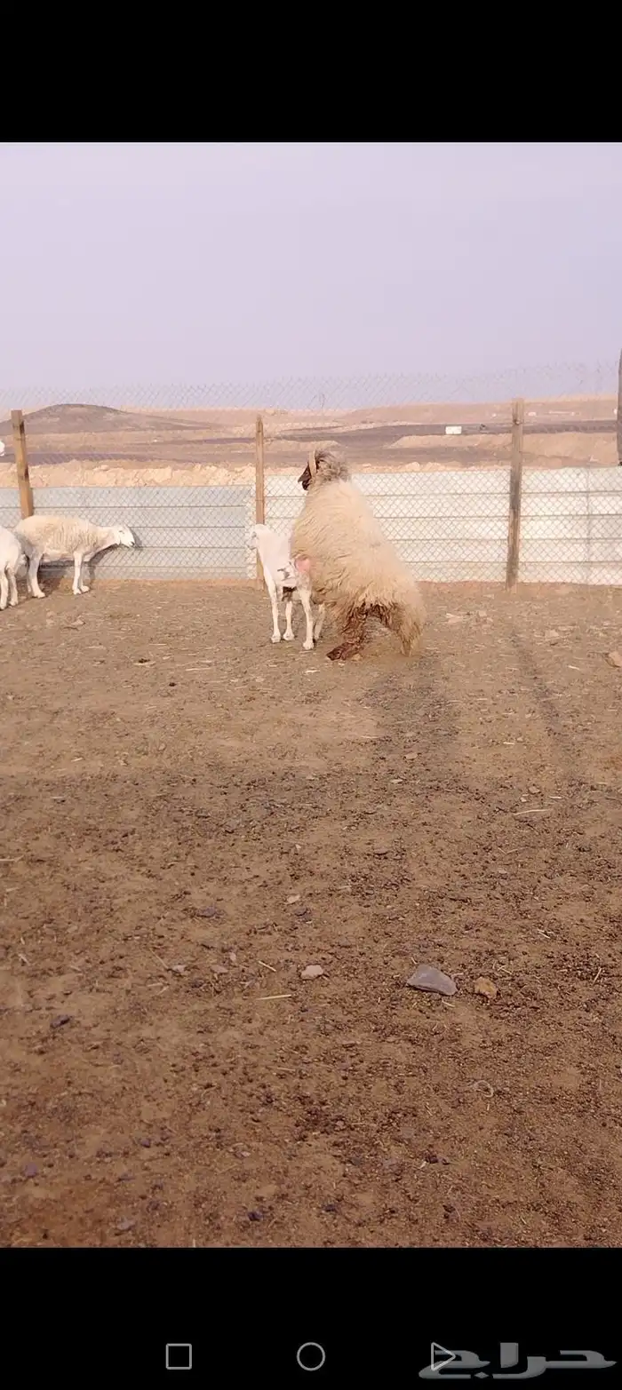 مشاء الله تبارك الله فحل نعيم طيب شرط القريع السن رباع 5