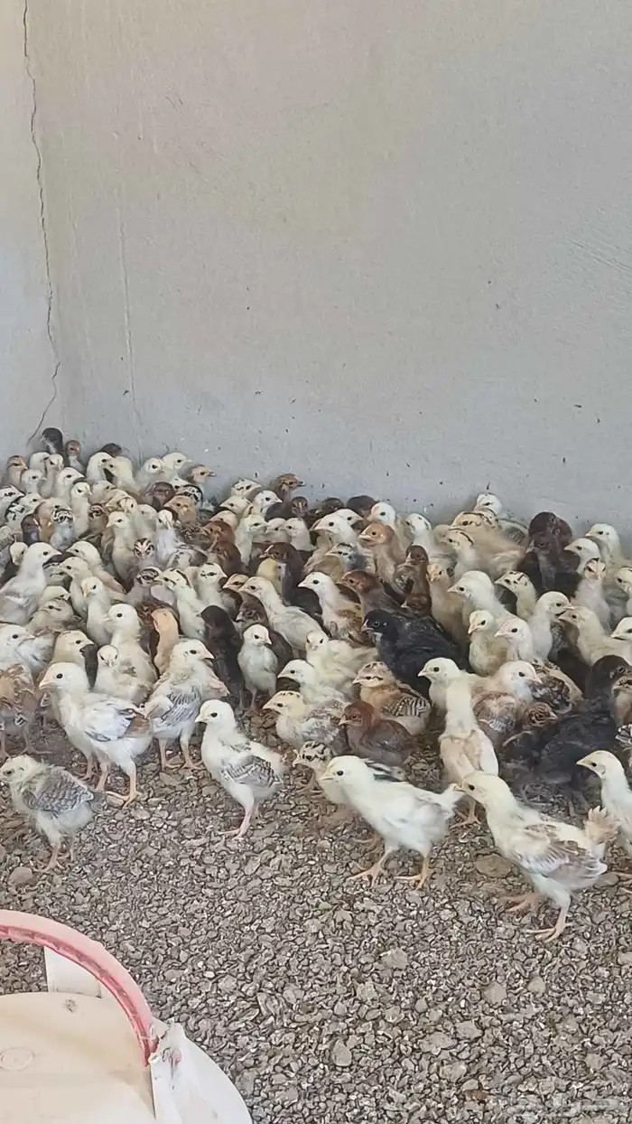 صوص دجاج بلدي 1