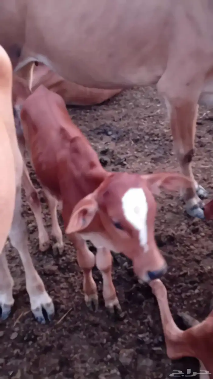 عجاله حسلان 2