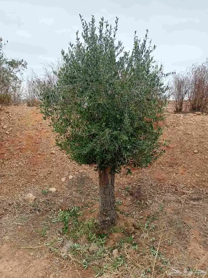 Olive trees for sale 7