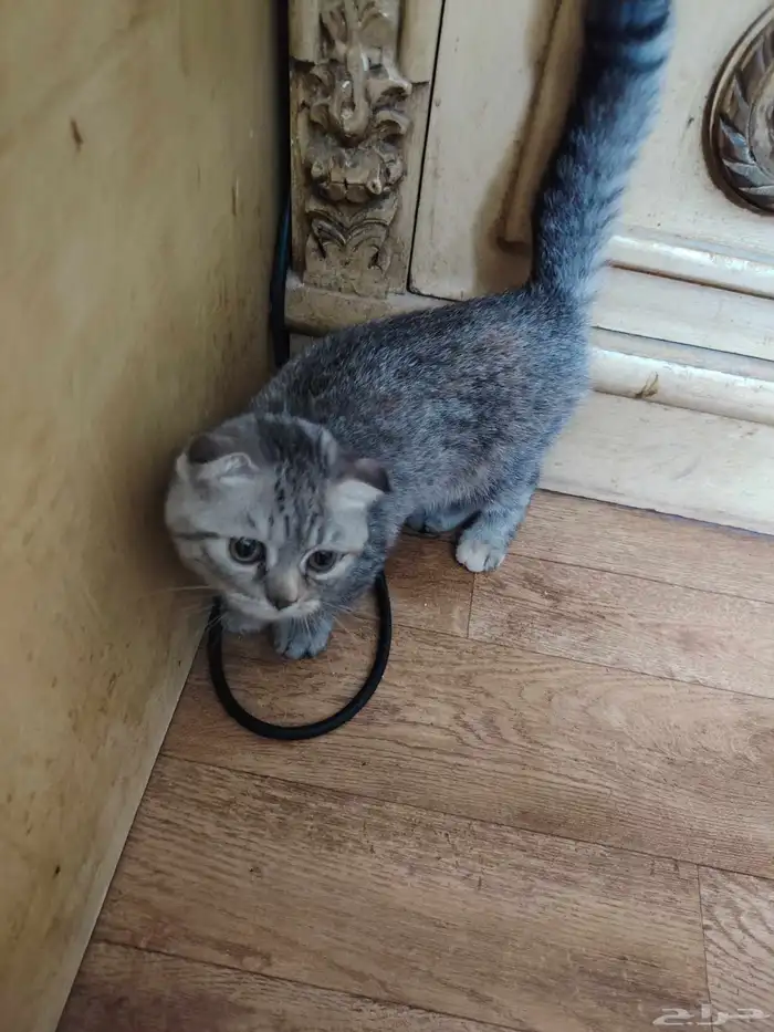 Scottish Fold kitten 1