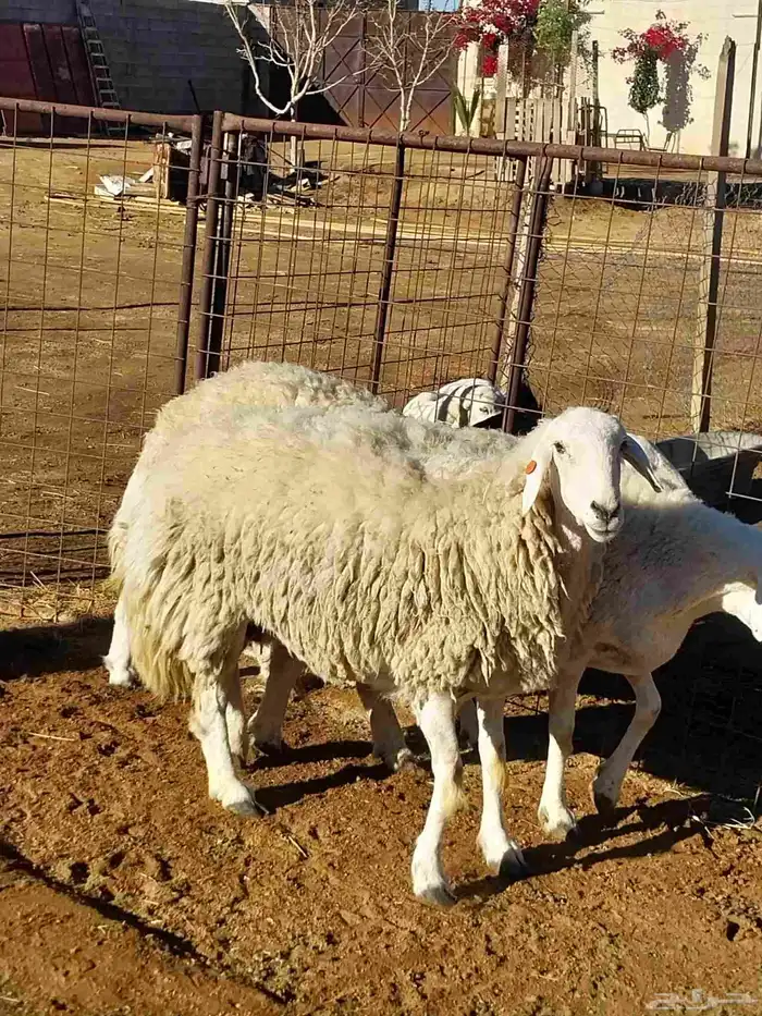 Freedom sheep fully fattened slaughter 2