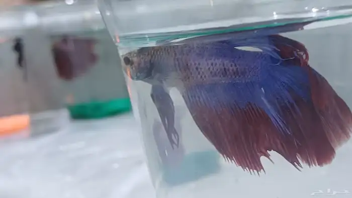 أسماك فايتر 6