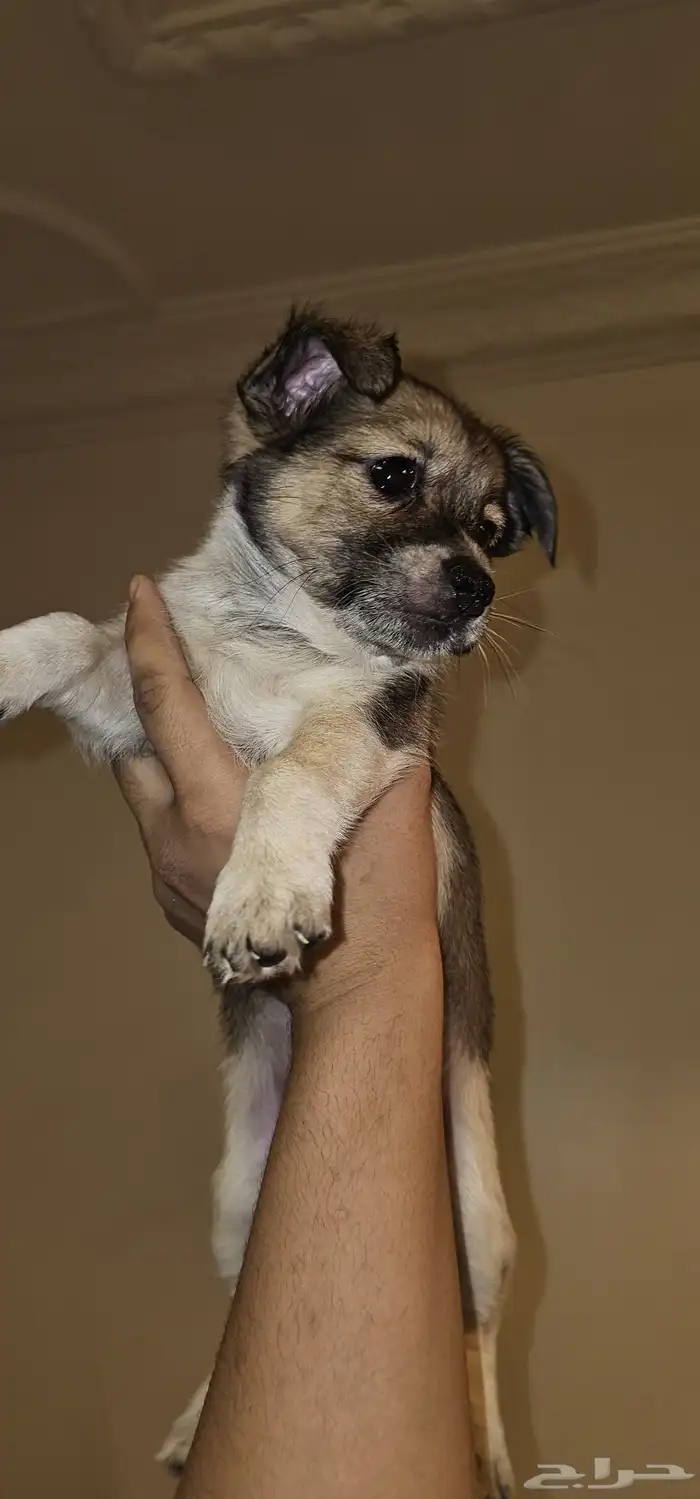 جراء شيتزو 3